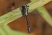 Candil ensanchado (Gomphus vulgatissimus) © Iñaki Mezquita Aranburu