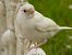 Etxe-txolarrea (Passer domesticus) © Jon Etxezarreta