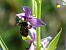 Ophrys scolopax © Serafín Alarcón