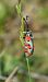 Zygaena rhadamanthus © Serafín Alarcón