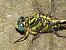 Onychogomphus uncatus © Serafín Alarcón