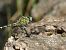 Onychogomphus forcipatus © Serafín Alarcón