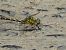 Onychogomphus forcipatus © Serafín Alarcón