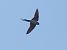 Golondrina dáurica (Cecropis rufula) © Alfredo Valiente