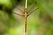 Orthetrum coerulescens  - Joseba Otaegi