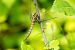 Orthetrum coerulescens © Joseba Otaegi