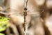 Orthetrum brunneum  - Joseba Otaegi
