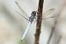 Centinela azulada (Orthetrum brunneum) © Joseba Otaegi