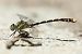 Candil de pinzas (Onychogomphus uncatus) © Joseba Otaegi