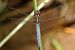 Orthetrum coerulescens © Juan Carlos Palacios