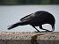 Corneja negra (Corvus corone) © Jose Manuel Unanue