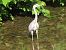 Koartza hauskara (Ardea cinerea) © Jose Manuel Unanue