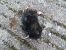 Mole sp. (Talpa sp.) © Jose Manuel Unanue