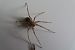 Pardosa sp.  - Jose Manuel Unanue