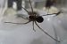 Pardosa sp. © Jose Manuel Unanue