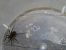 Pardosa sp. © Jose Manuel Unanue