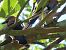 Eskinosoa (Garrulus glandarius) © Jose Manuel Unanue