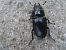 Lucane cerf-volant (Lucanus cervus) © Jose Manuel Unanue