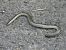Ziraun (Anguis fragilis) © Aitor Urrutia