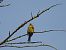 Hesi-berdantza (Emberiza cirlus) © Juana Oyanguren
