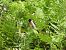 Pitxartxar burubeltza (Saxicola rubicola) © Juana Oyanguren
