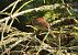 Hesi-berdantza (Emberiza cirlus) © Juana Oyanguren