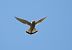 Belatz gorria (Falco tinnunculus) © Juana Oyanguren