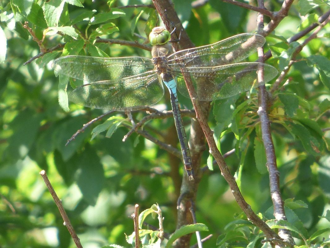 Anax parthenope  - Serafín Alarcón