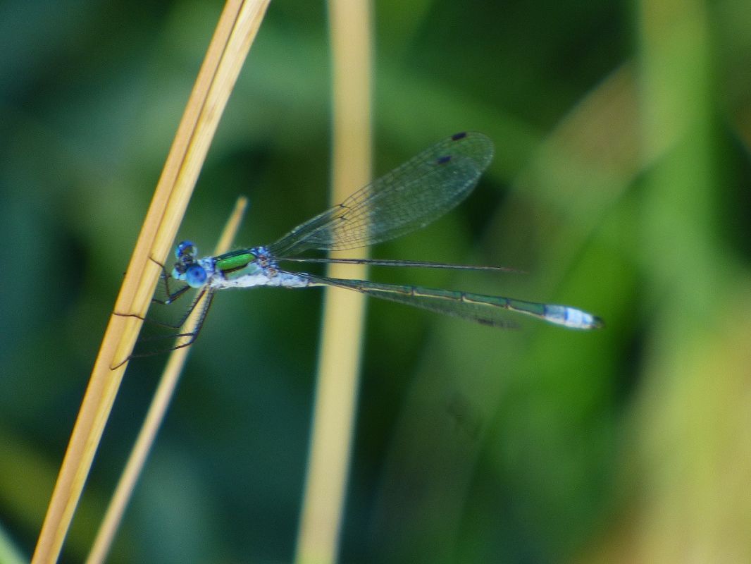 Lestes sponsa  - Serafín Alarcón