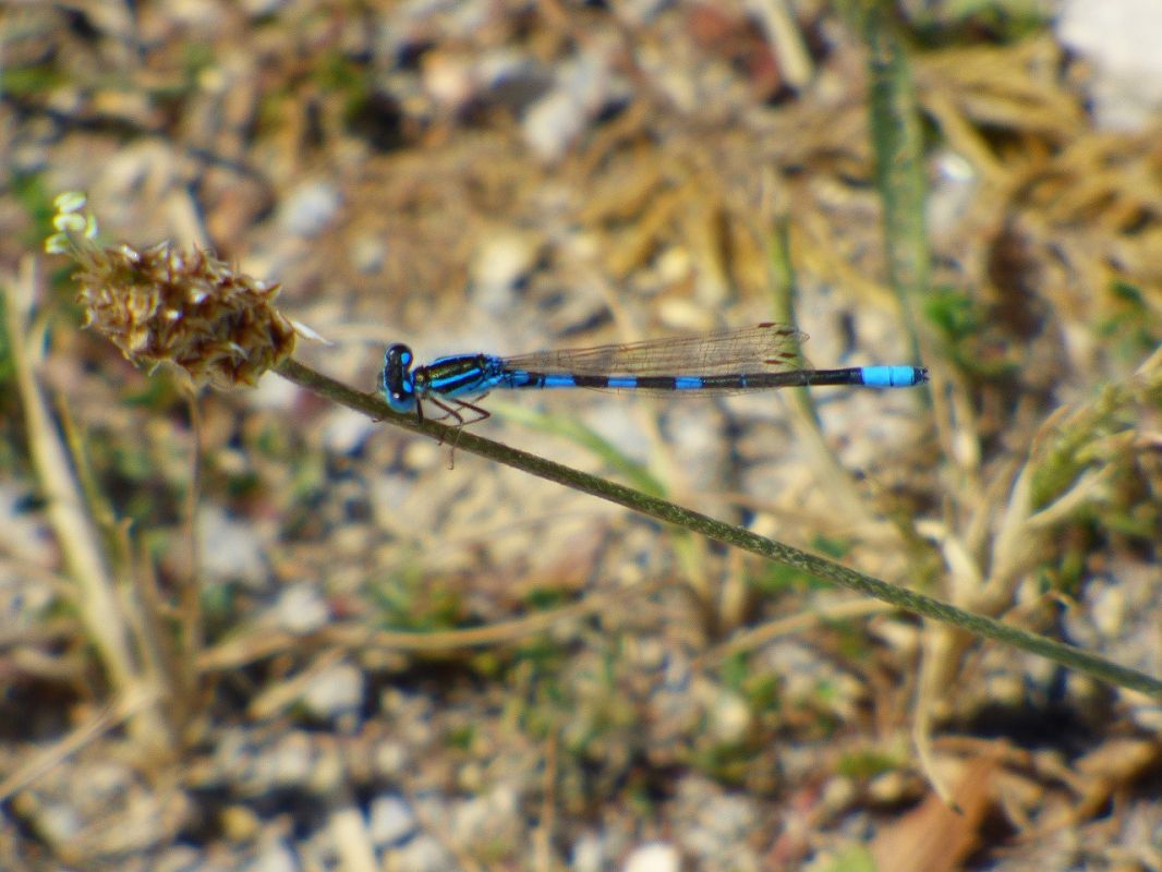 Coenagrion scitulum  - Serafín Alarcón