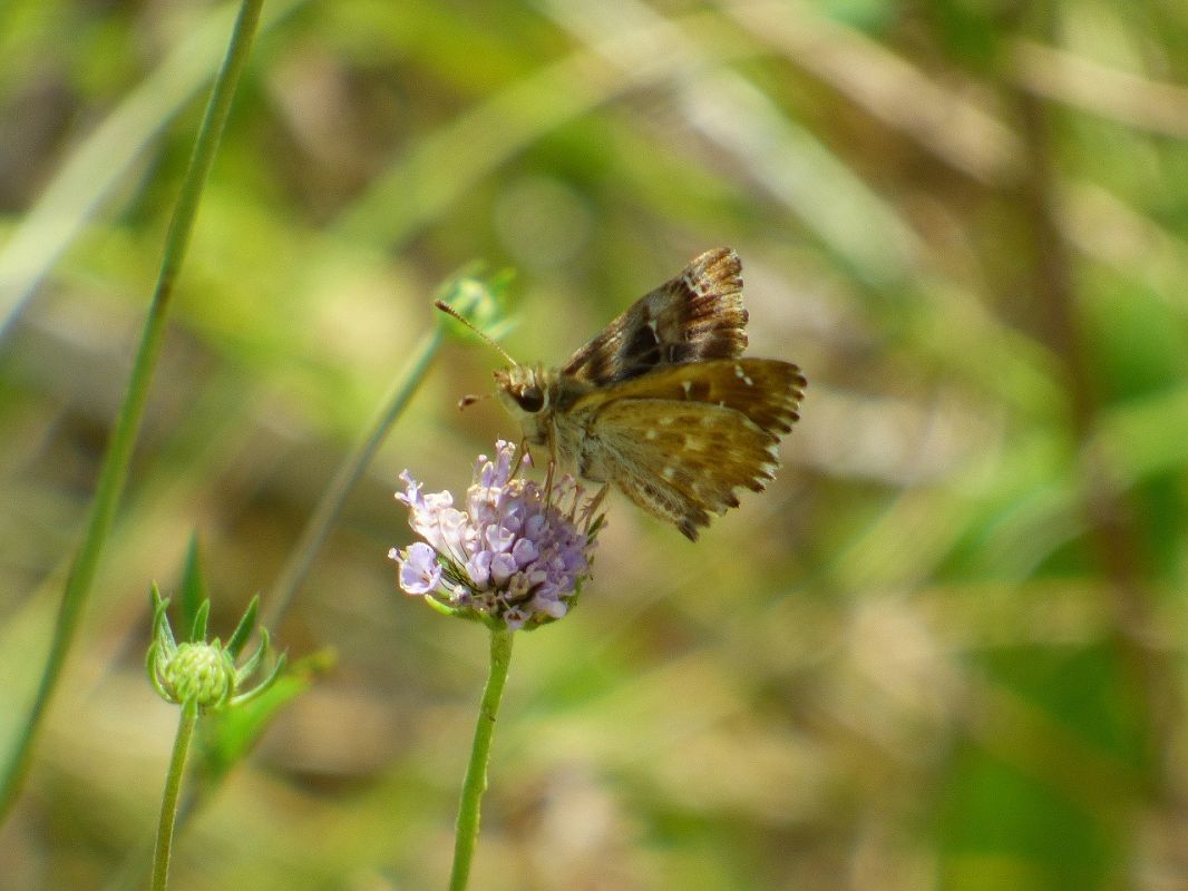 Carcharodus alceae  - Serafín Alarcón