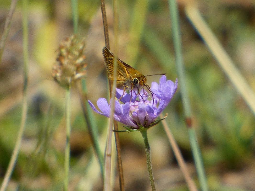 Thymelicus acteon  - Serafín Alarcón