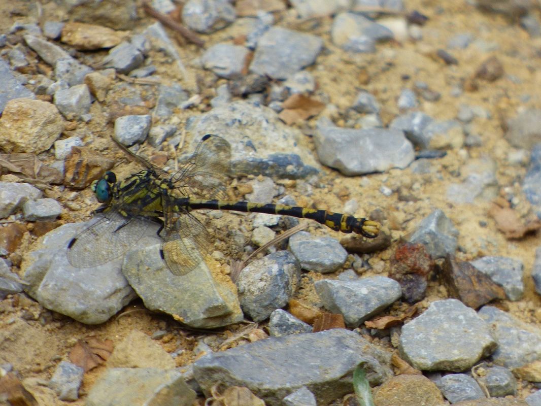 Onychogomphus uncatus  - Serafín Alarcón