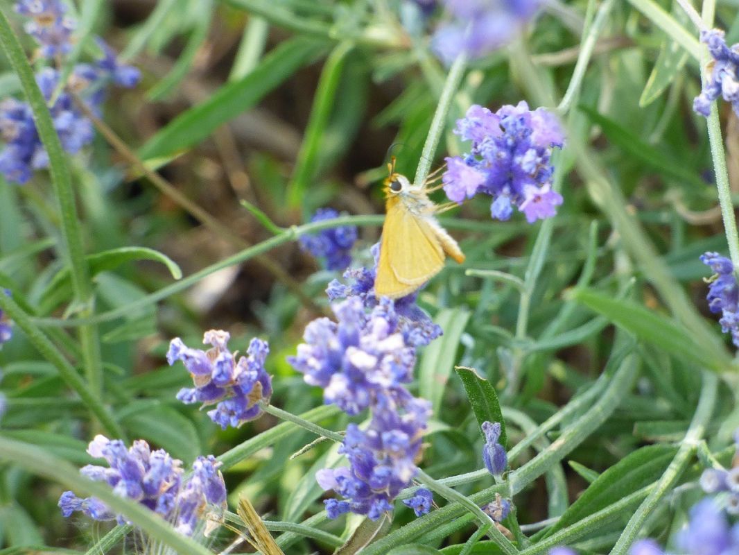 Thymelicus acteon  - Serafín Alarcón