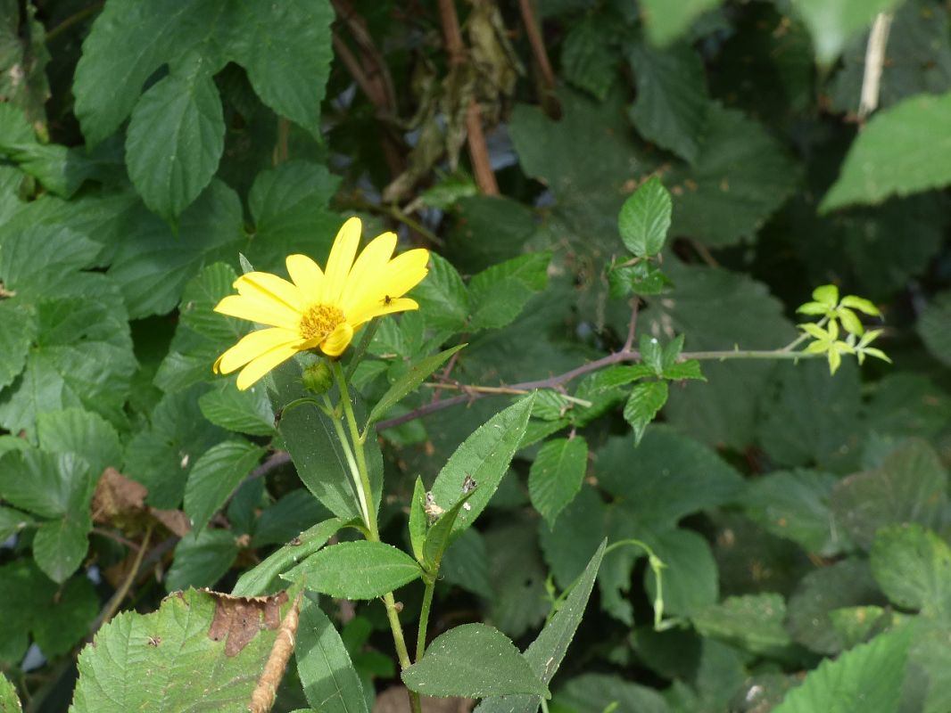 Helianthus tuberosus  - Serafín Alarcón