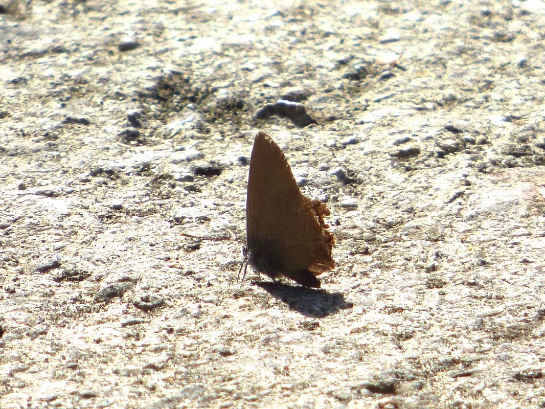 Satyrium esculi  - Serafín Alarcón