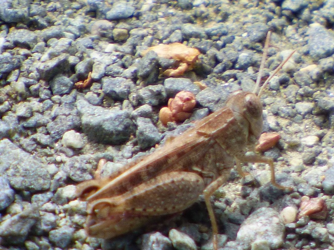 Calliptamus sp.  - Serafín Alarcón