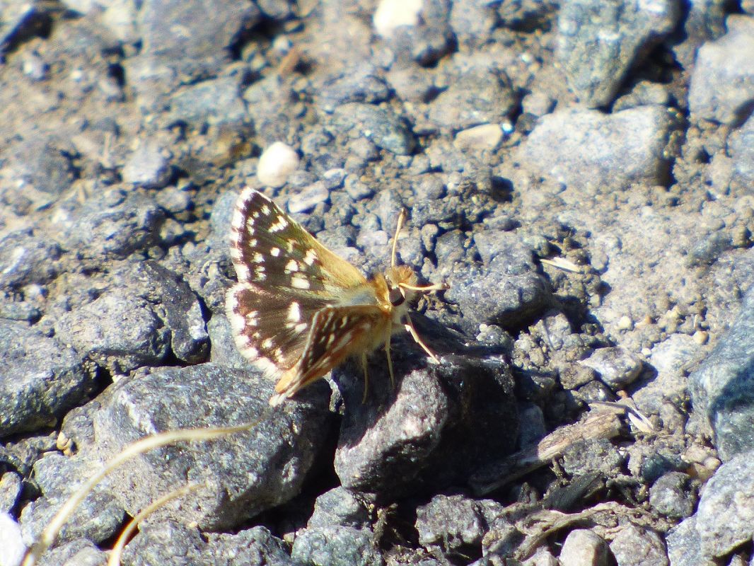 Spialia sertorius  - Serafín Alarcón