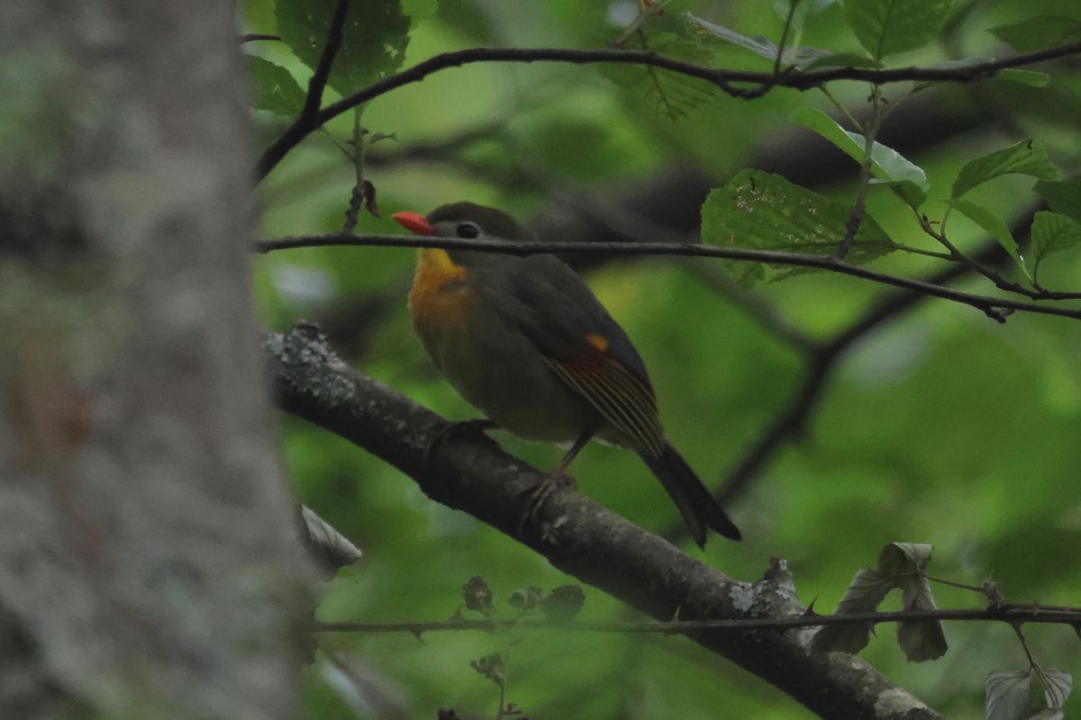 Leiothrix lutea  - Joseba Amenabar