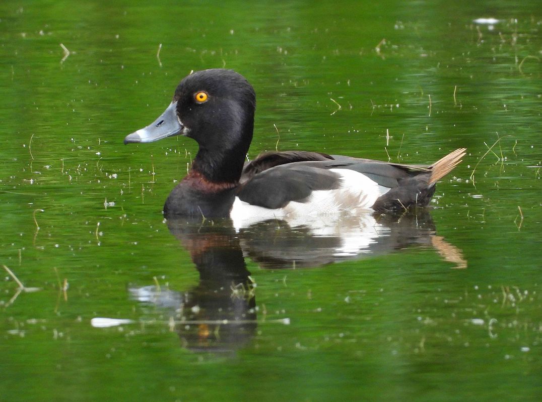 Murgilari lepokoduna  - Alfredo Valiente