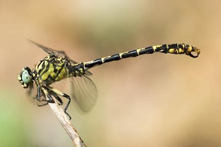 Onychogomphus forcipatus  - Joseba Otaegi