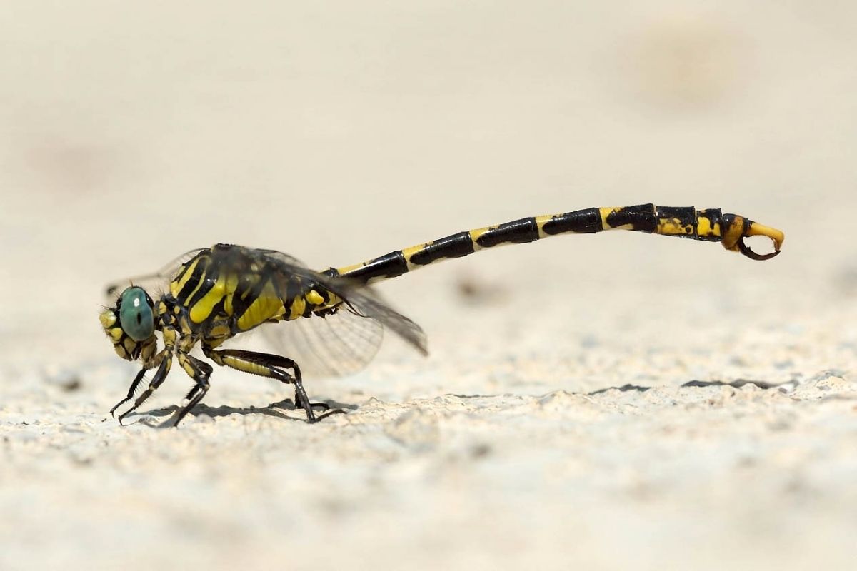 Onychogomphus uncatus  - Joseba Otaegi