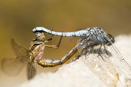Orthetrum brunneum  - Joseba Otaegi