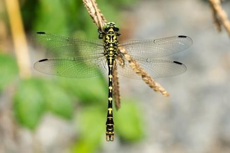 Onychogomphus forcipatus  - Joseba Otaegi