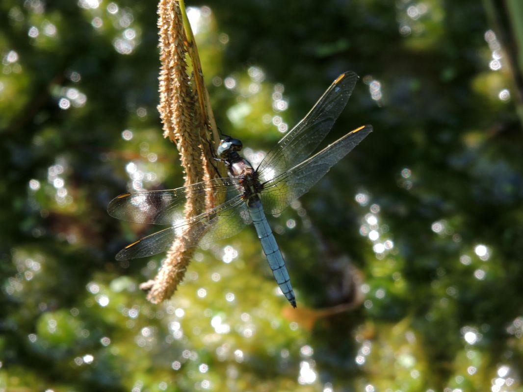 Orthetrum coerulescens  - Juan Carlos Palacios