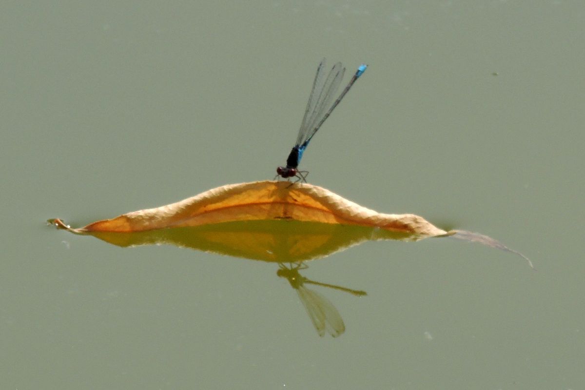 Erythromma viridulum  - Juan Carlos Palacios
