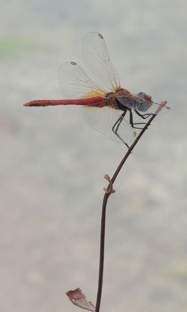 Sympetrum fonscolombii  - Juan Carlos Palacios