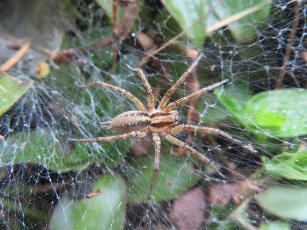 Agelena labyrinthica  - Jose Manuel Unanue