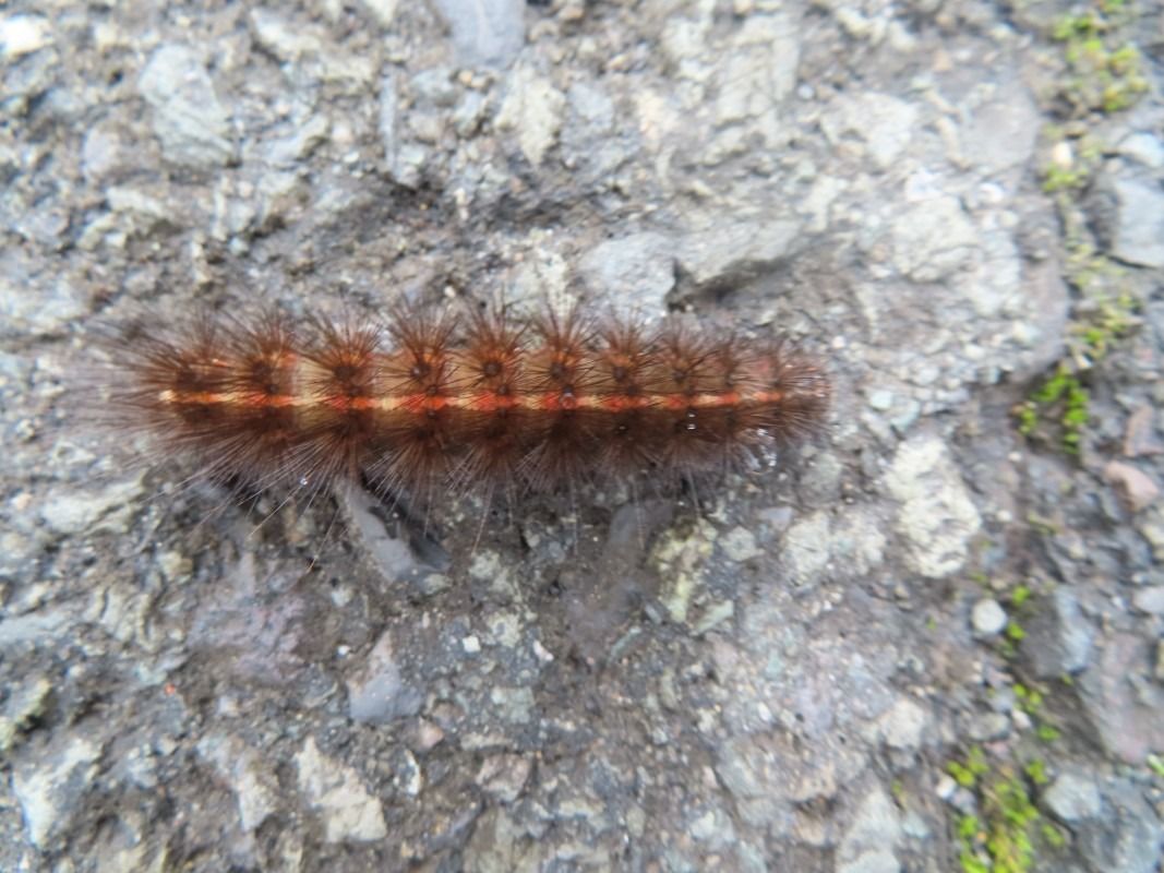 Diacrisia sannio  - Jose Manuel Unanue