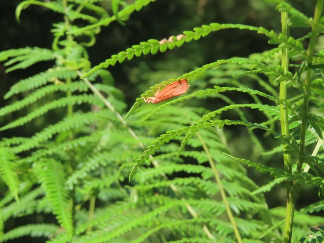 Diacrisia sannio  - Jose Manuel Unanue